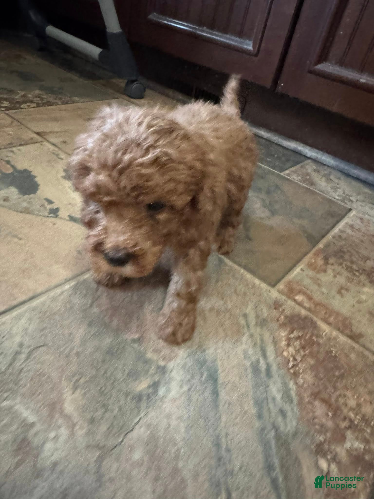 Bernedoodle dogs mini Bernedoodle Puppy 6 black - Ad 25