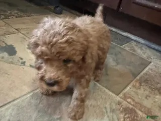 Bernedoodle dogs mini Bernedoodle Puppy 6 black - Ad 25