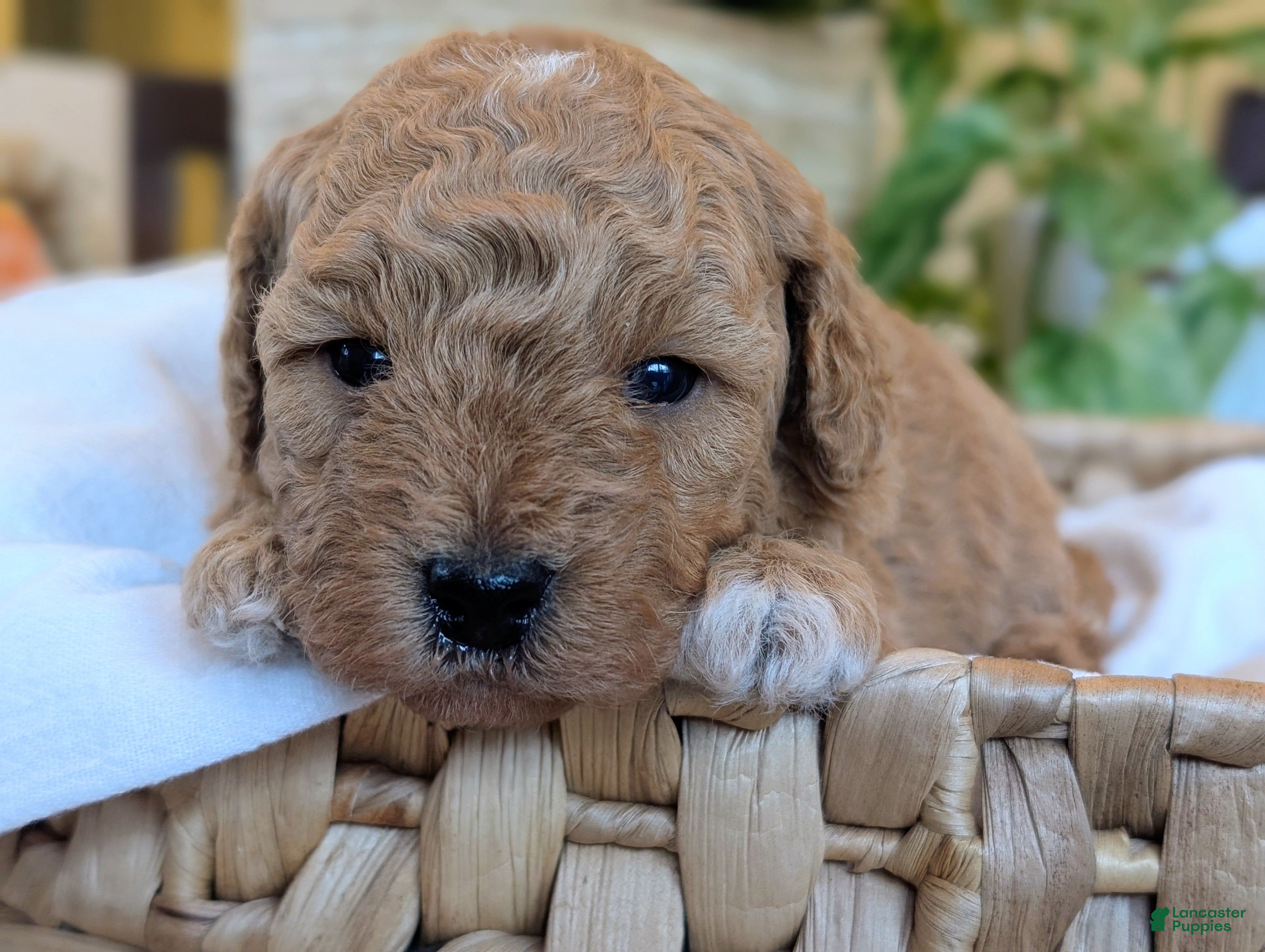 Mini Goldendoodle dogs Tucker - Ad 1