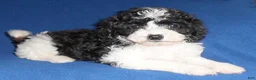 Shihpoo dogs for sale: Snoopy - Ad 4