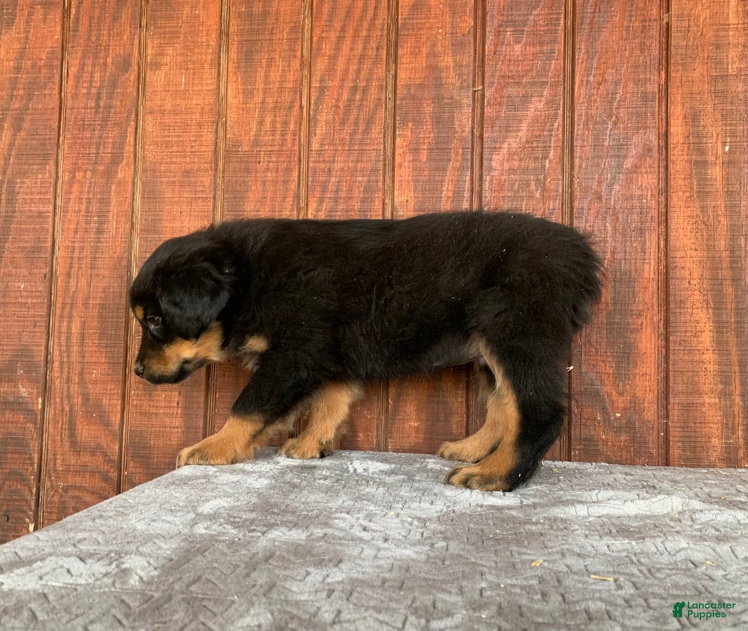 Mixed Breed dogs for sale: Benny - Ad 2