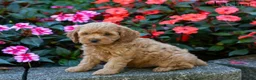 Cockapoo dogs for sale: Fletcher  - Ad 5