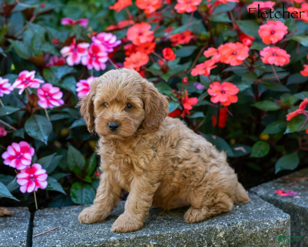 Cockapoo dogs for sale: Fletcher  - Ad 5