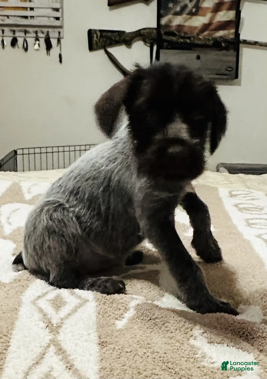 Wirehaired Pointing Griffon dogs for sale: Wirehaired Pointing Griffon; "Lime Green Collar". - Ad 1