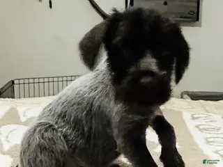 Wirehaired Pointing Griffon dogs Wirehaired Pointing Griffon; "Lime Green Collar". - Ad 4