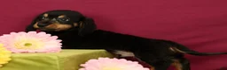 Miniature Dachshund dogs for sale: Smokey - Ad 4