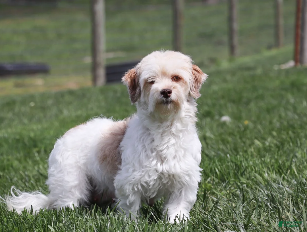 Havanese dogs for sale: Bubbles - Ad 6