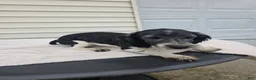 Mini Aussiedoodle dogs for sale: Curly - Ad 7