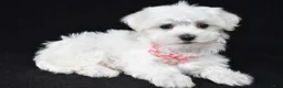 Maltese dogs for sale: Tessa - Ad 3