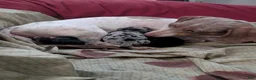 Miniature Dachshund dogs for sale: Poppyseed  - Ad 9