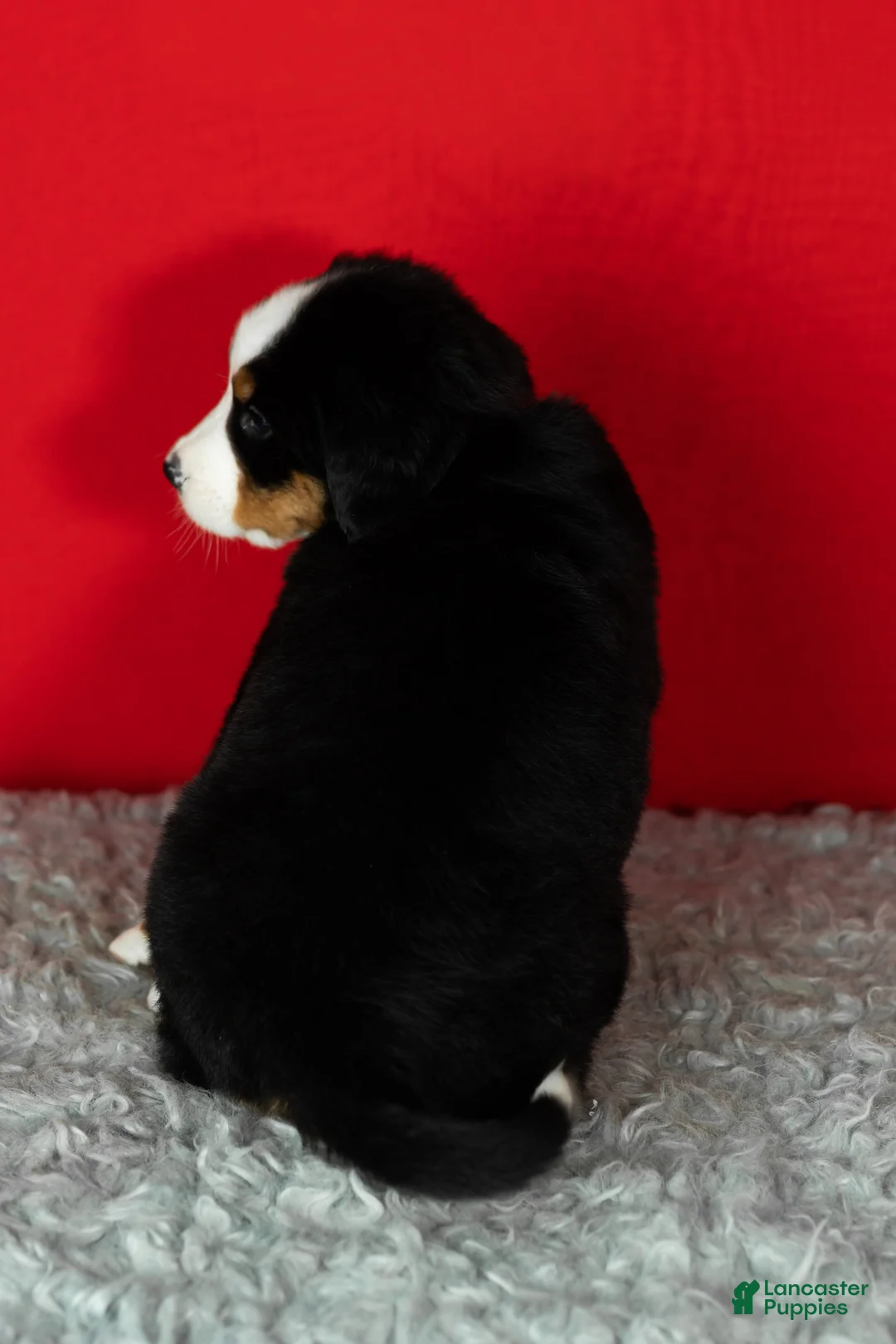 Bernese Mountain Dog dogs for sale: Molly - Ad 6