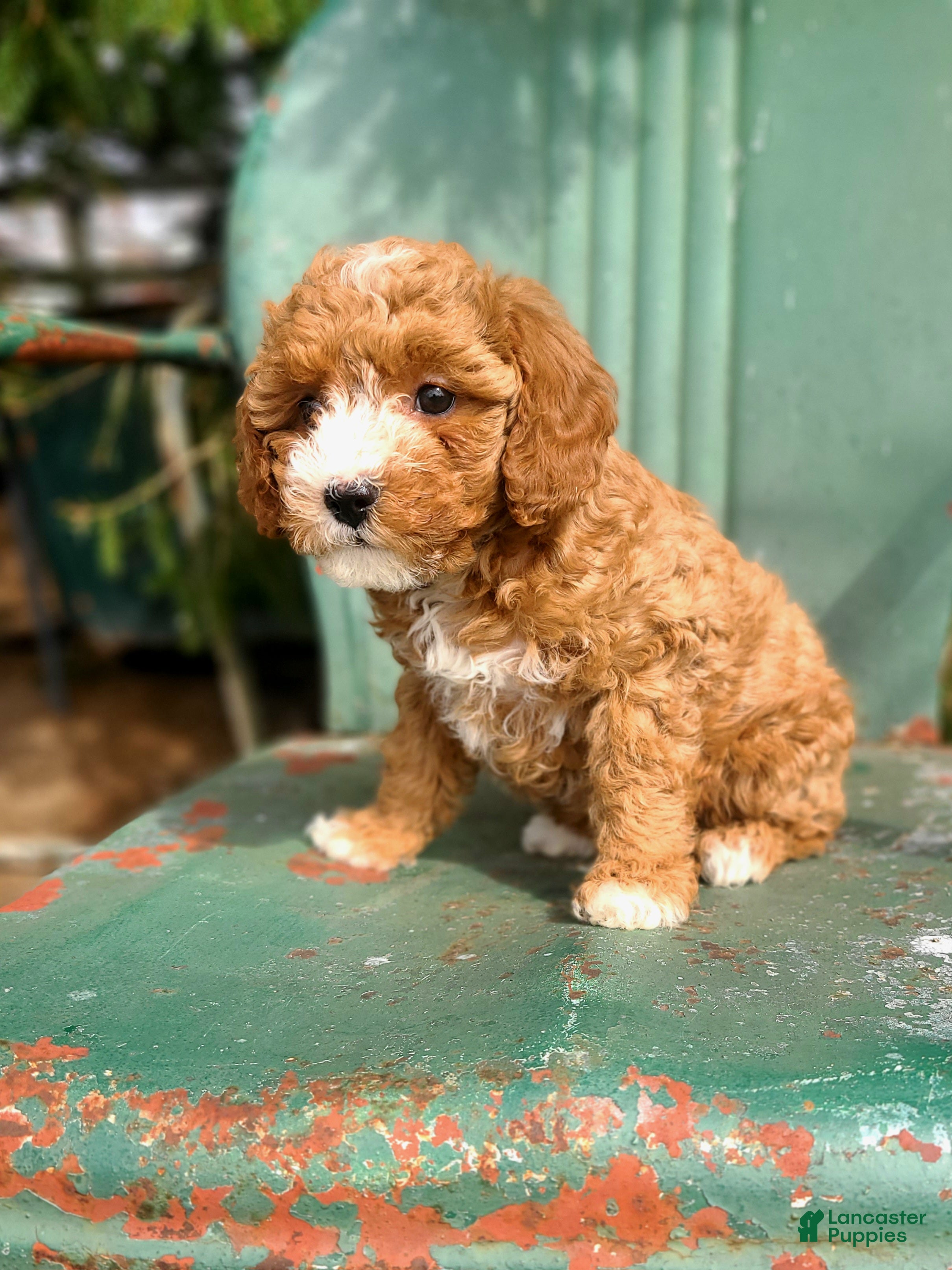 Cavapoo dogs Brandy - Ad 2