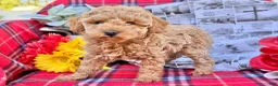 Miniature Poodle dogs for sale: Mischief  - Ad 3