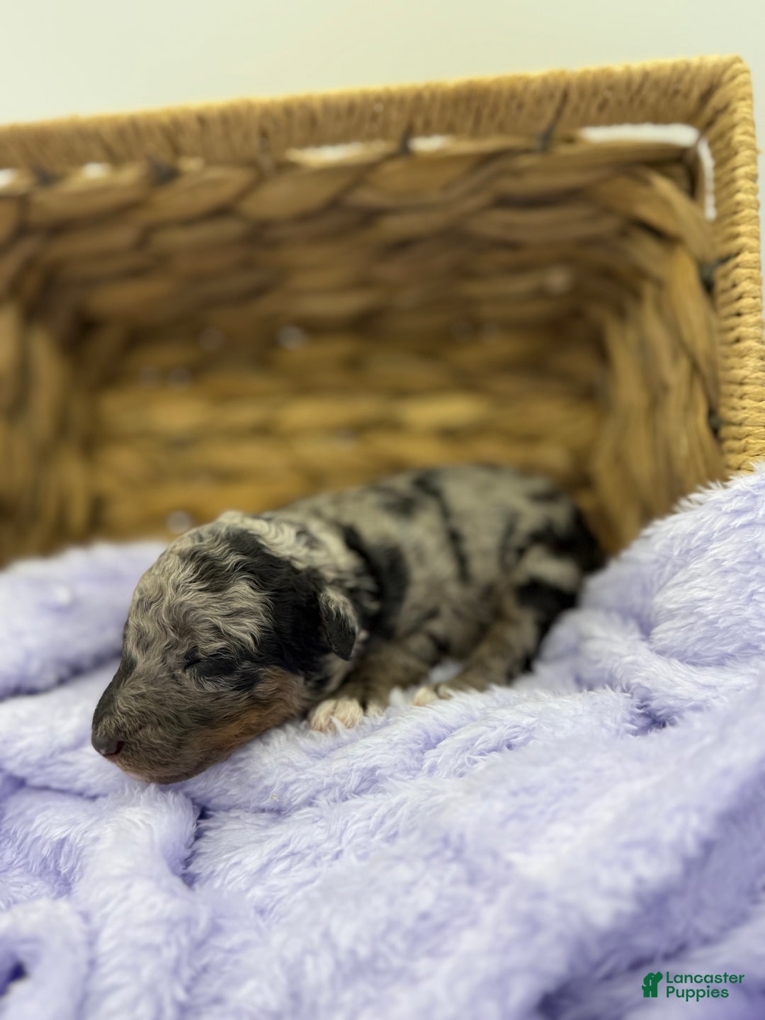 Standard Poodle dogs for sale: Birch - Ad 18