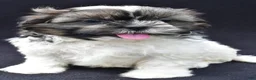 Shih Tzu dogs for sale: Ace - Ad 7