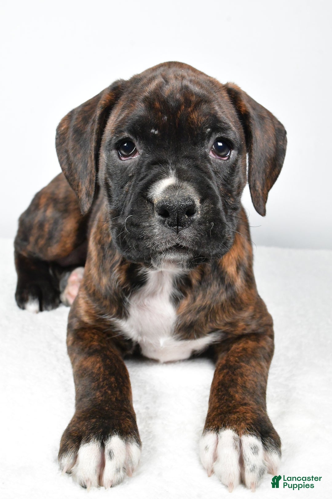 Boxer dogs for sale: Abby - Ad 3