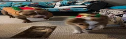 Mixed Breed dogs for sale: Gemma - Ad 7
