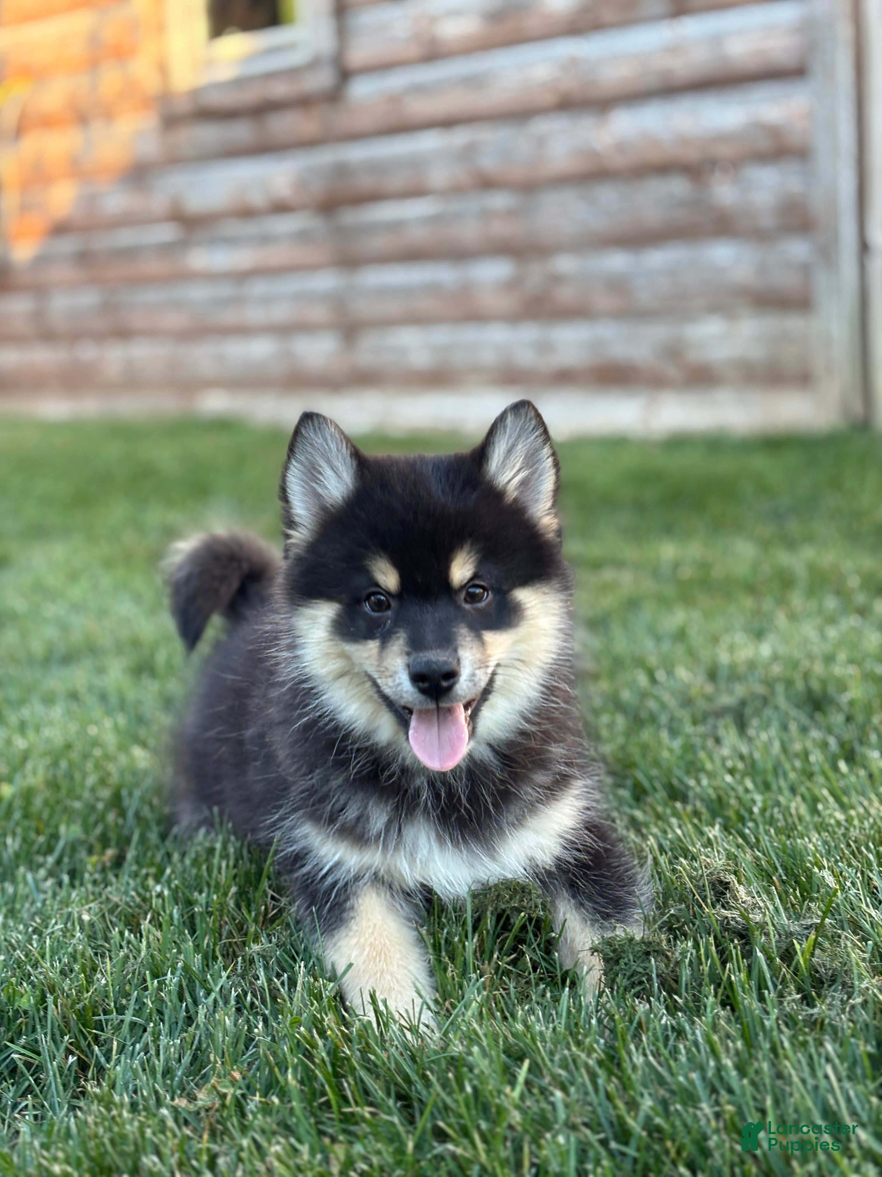 Pomsky dogs for sale: Samuel - Ad 2