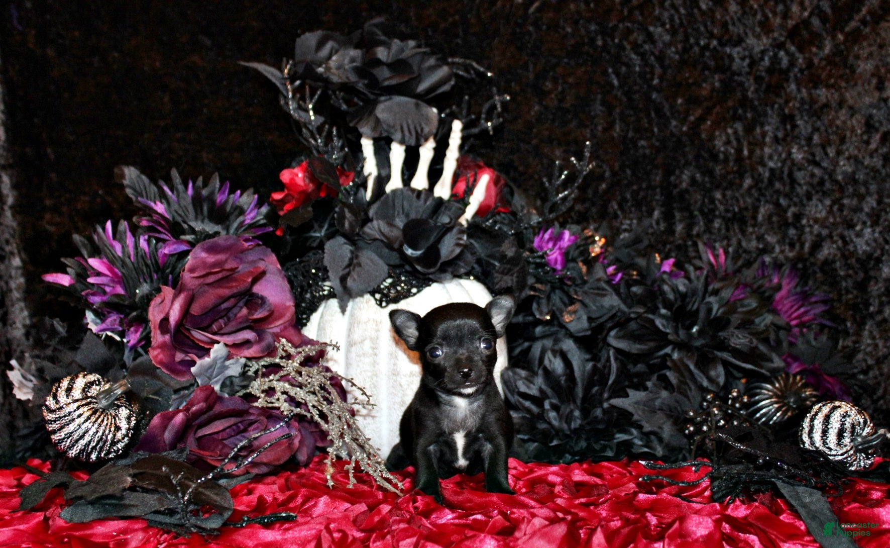 Chihuahua dogs for sale: Caprice - Ad 4