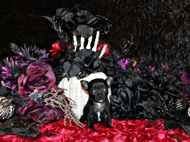 Chihuahua dogs for sale: Caprice - Ad 4
