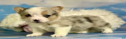 Welsh Corgi Pembroke dogs for sale: ACA Duncan natural bobtail Bluie and fully carrier triple clear - Ad 3