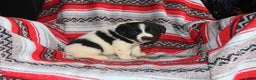 Mixed Breed dogs for sale: Sierra - Ad 1