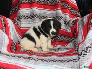 Mixed Breed dogs Sierra - Ad 29