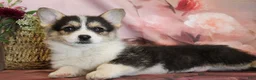 Welsh Corgi Pembroke dogs for sale: Cosmo - Ad 4