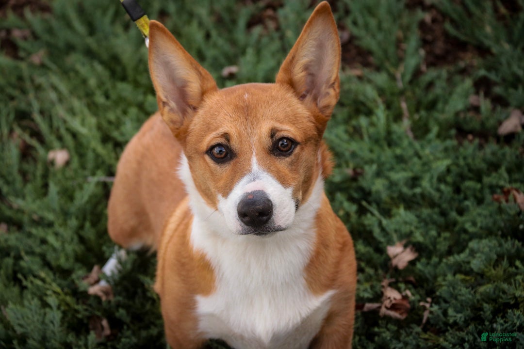 Welsh Corgi Pembroke dogs Rover Corgi Puppy  - Ad 1