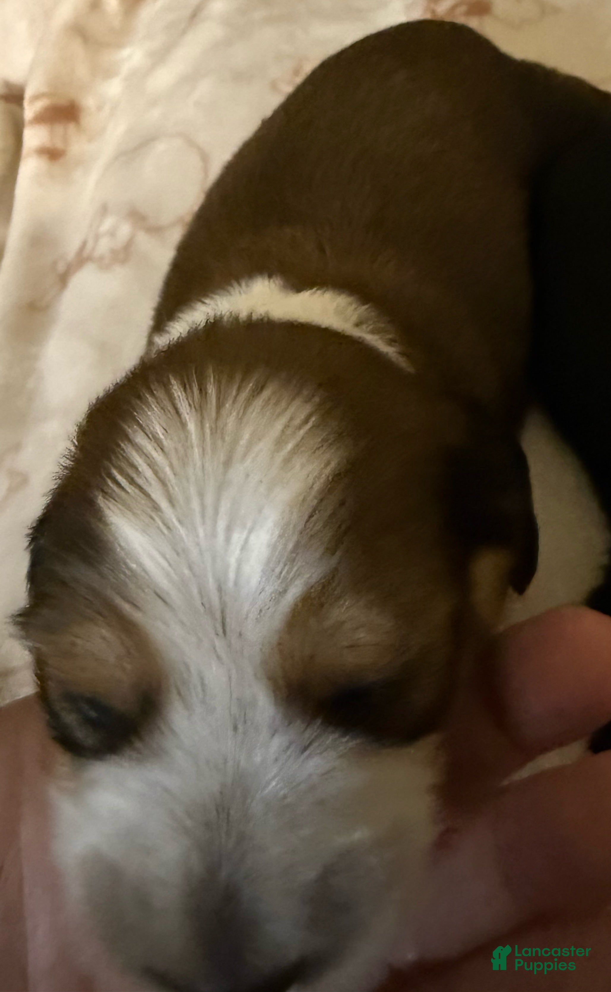 Dachshund dogs Dachshund Puppy 1 - Ad 2