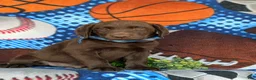 Labrador Retriever dogs for sale: Walton - Ad 3