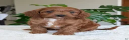 Cavapoo dogs for sale: Ellie - Ad 13