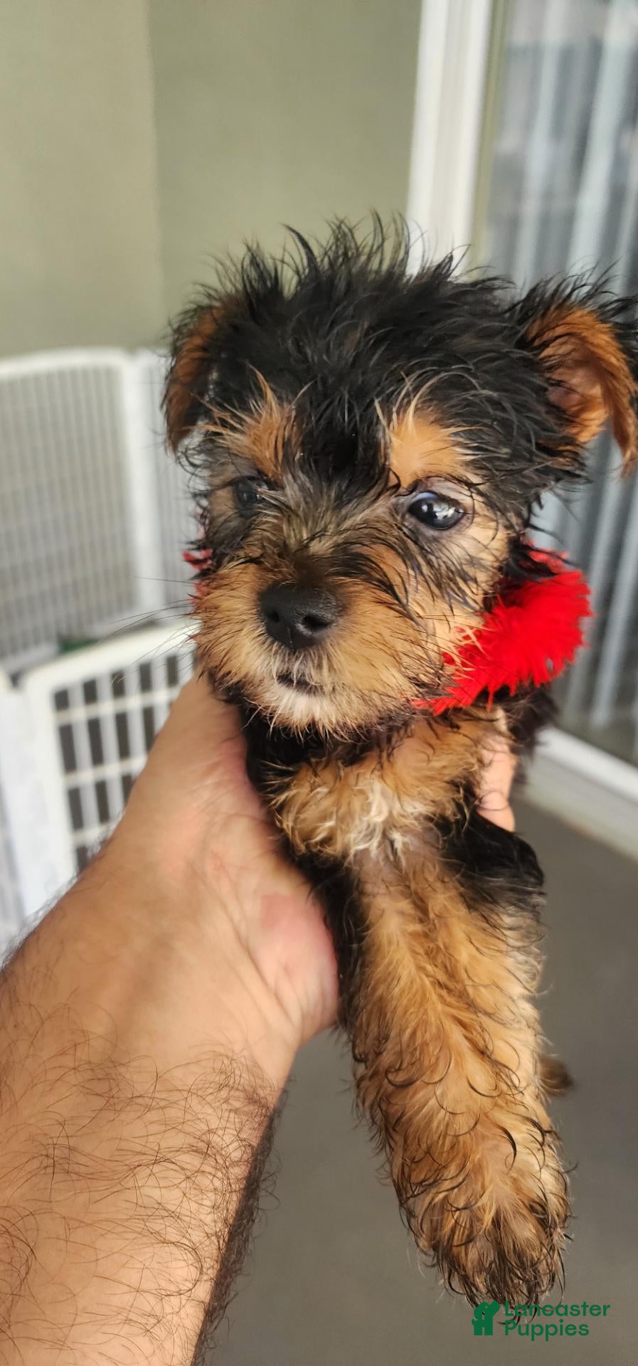 Yorkshire Terrier dogs Yorkshire Terrier red girl  - Ad 2