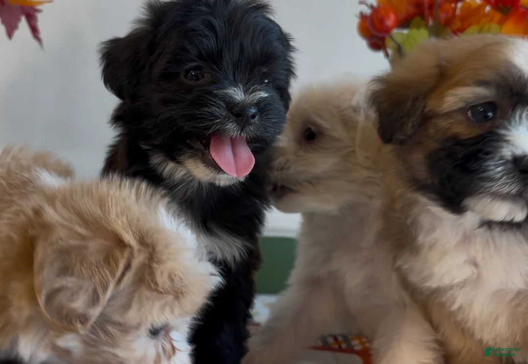 Gallery Image {{count}}