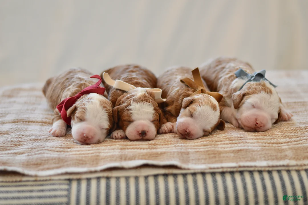 Goldendoodle dogs for sale: Basil - Ad 11