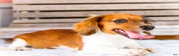 Miniature Dachshund dogs for sale: Brian - Ad 6