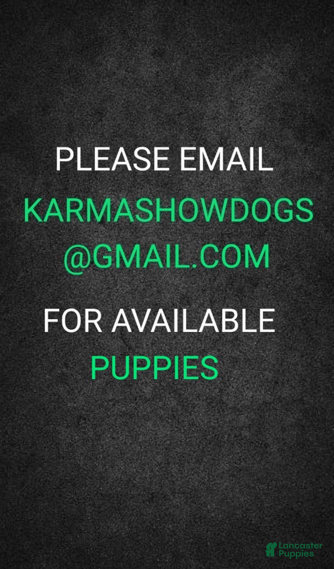 Havanese dogs for sale: Chance  - Ad 8