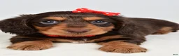Miniature Dachshund dogs for sale: Sawyer - Ad 5
