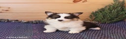 Welsh Corgi Pembroke dogs for sale: Heather - Ad 2