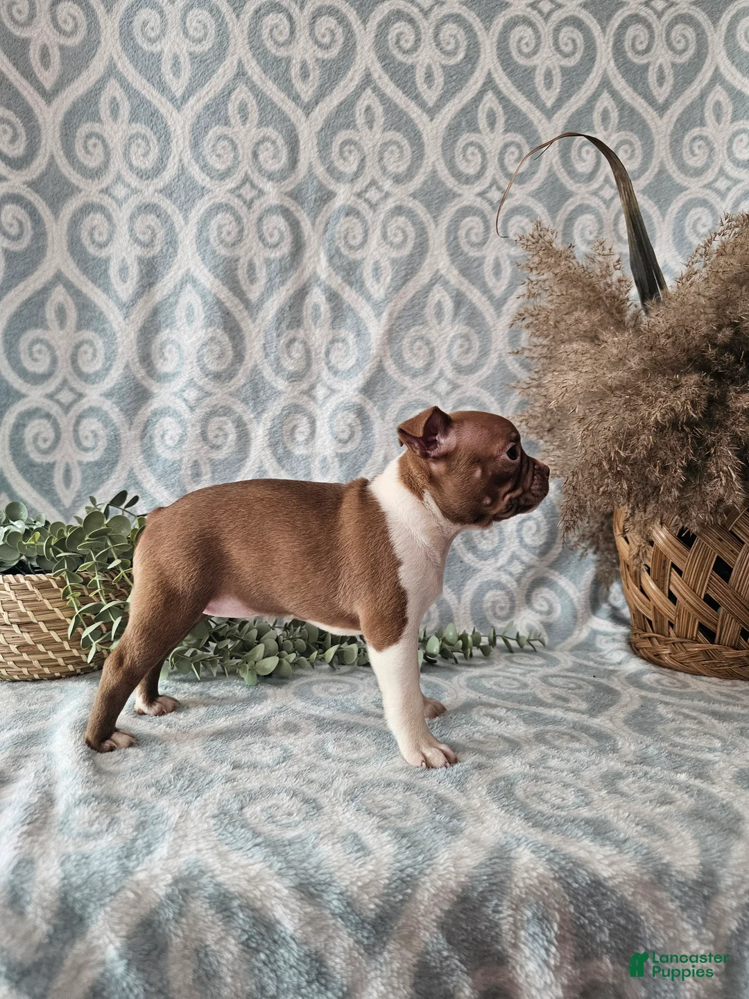 Boston Terrier dogs for sale: Roxy - Ad 5