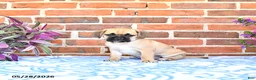 Puggle dogs for sale: Regan  - Ad 3
