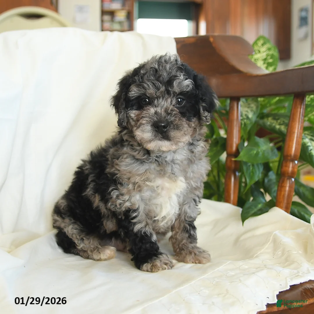 Miniature Poodle dogs for sale: Jersey - Ad 1