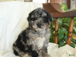Miniature Poodle dogs for sale: Jersey - Ad 2