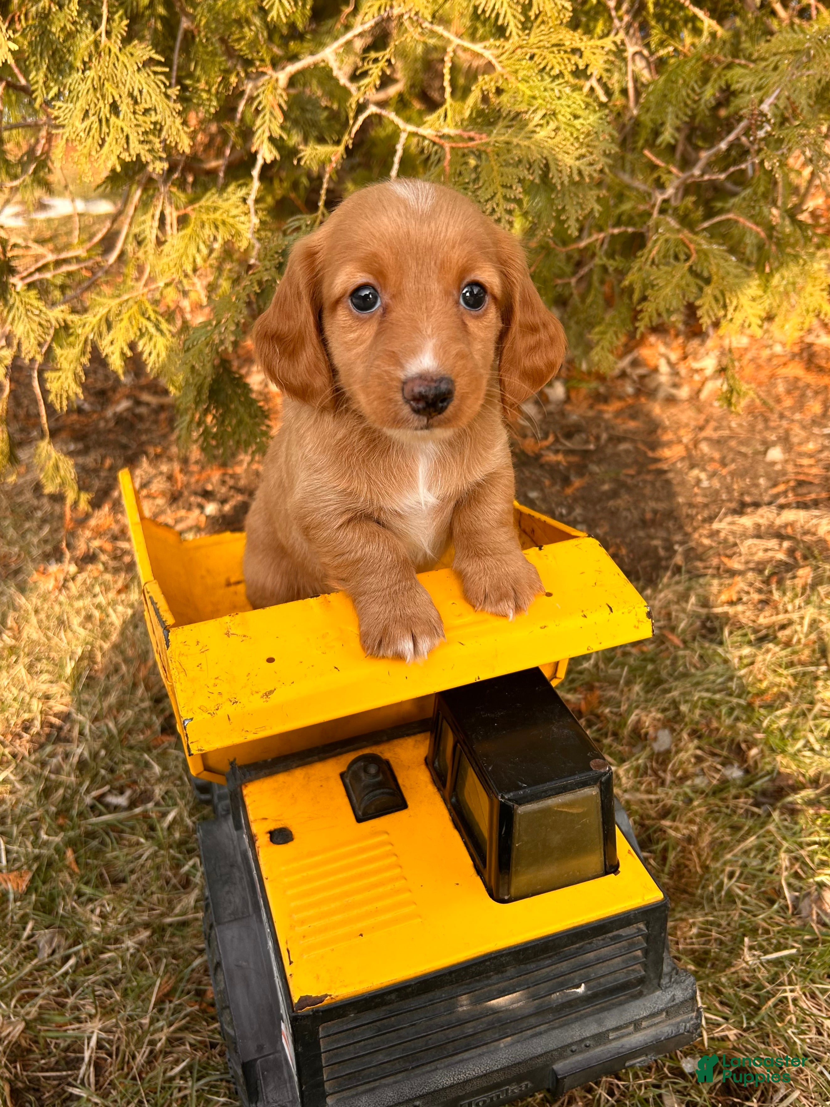 Dachshund dogs Jake - Ad 6