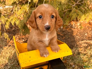 Dachshund dogs Jake - Ad 19