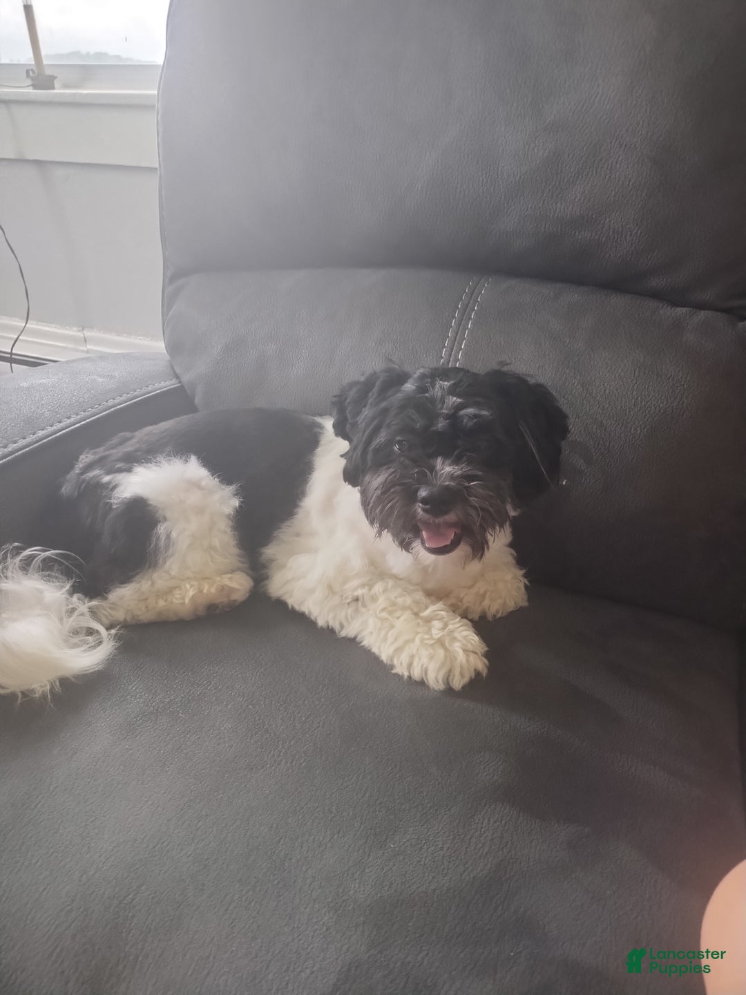 Mixed Breed dogs for sale: Bella  - Ad 2