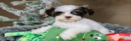 Havanese dogs for sale: Fruitcake - Ad 7