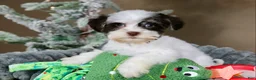 Havanese dogs for sale: Fruitcake - Ad 7