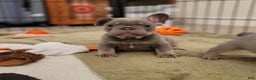 French Bulldog dogs for sale: Soni - Ad 1
