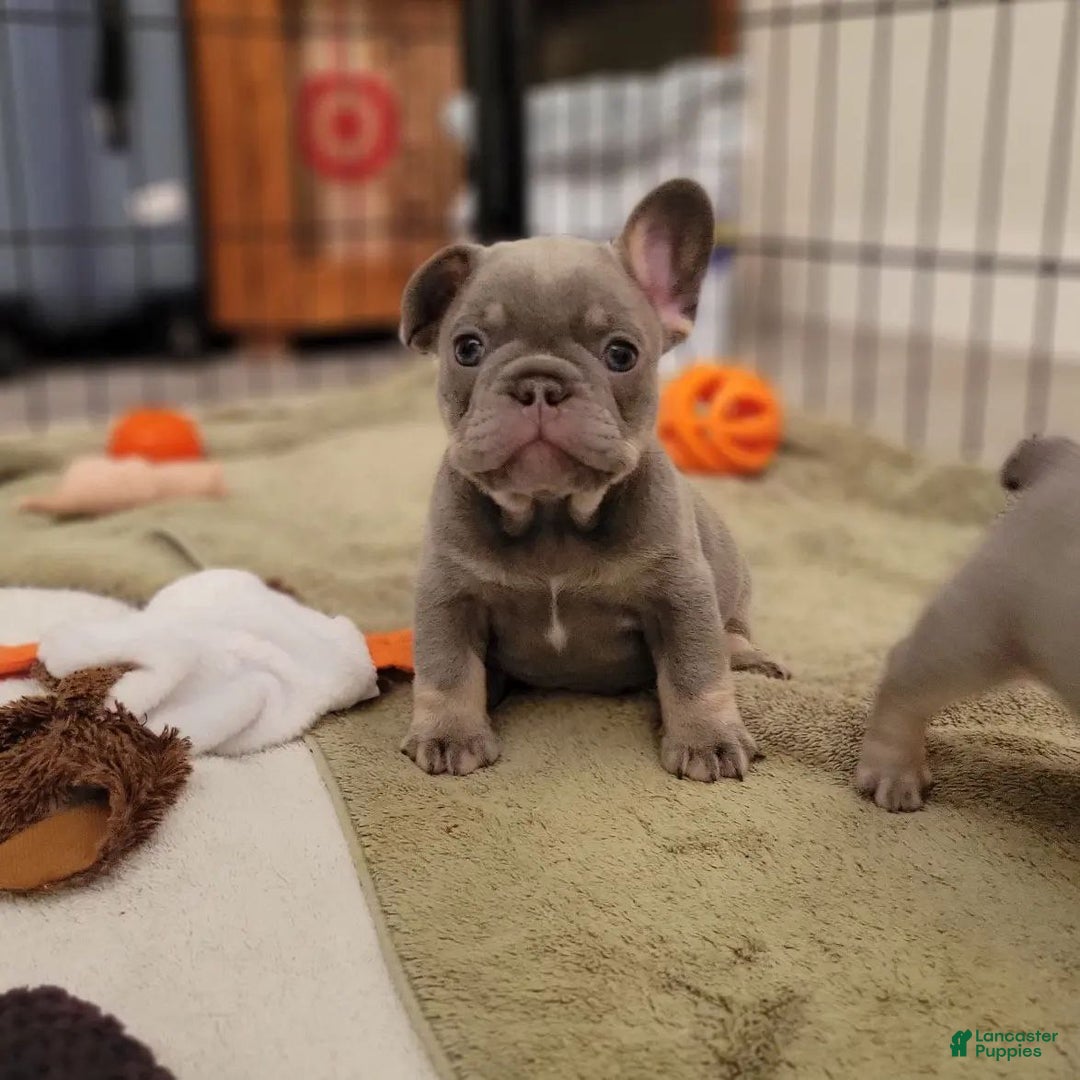 French Bulldog dogs for sale: Soni - Ad 1